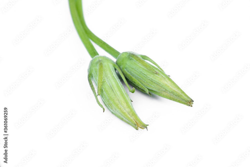 Wall mural pumpkin flowers isolated on a white background.