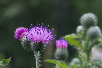 Distel mit rosa lila Blüte
