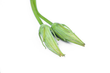 Pumpkin flowers isolated on a white background.