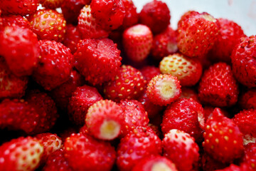 Harvested Fresh Red Tasty Strawberries