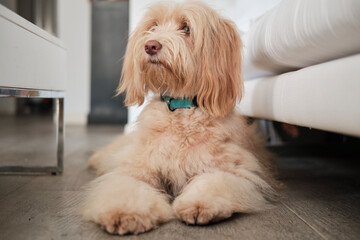 Furry dog seated on the wooden floor