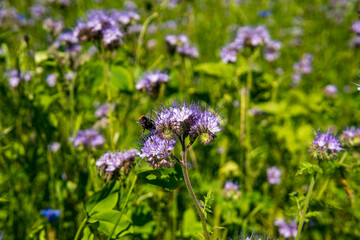 Beautiful flowers and grain fields with bees and insects