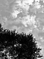 clouds and trees