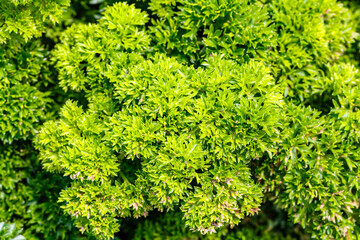 Green Bush of curly parsley  (Petroselinum), closeup macro. Kitchen herb garden with fresh parsley leaves  