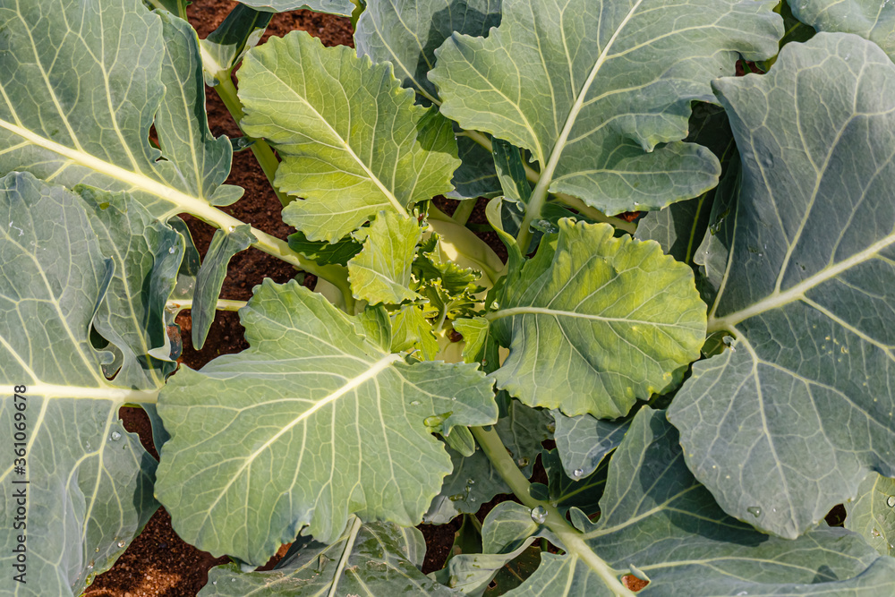 Sticker Green Kohlrabi turnip in garden bed, top view. Kohlrabi cabbage plant growing in Agricultural field, ready to harvest, fresh and ripe.