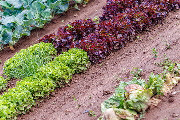 Green red leaf lettuce on garden bed. Gardening background with many lettuce green plants, top view. Lactuca sativa green leaves, closeup. Leaf Lettuce plantation, top view