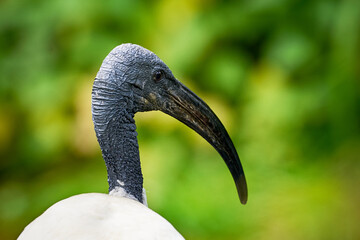 Black-headed ibis in natural habitat (Threskiornis melanocephalus)