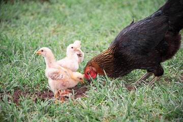 hen and chickens