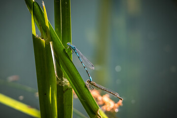 Common Blue Damselfly
