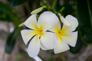 Obraz na płótnie Canvas white frangipani flower, Champa flower