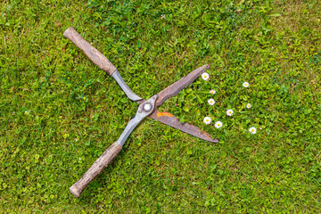Obraz premium Vintage garden shears with wooden handles cut weeds on green grass lawn with white daisies