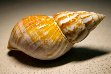 The snail on a black background