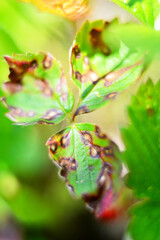Harvested Fresh Red Tasty Strawberries