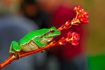 Beautiful Europaean Tree frog Hyla arborea 