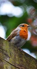 Robin