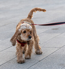 Young cocker spaniel walks on a leash