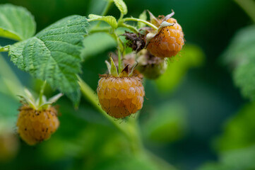 Rubus idaeus Golden Queen yellow raspberries on shrub branches, group of tasty ripened fruits, green leaves