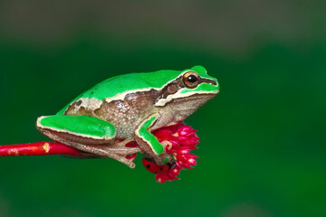 Beautiful Europaean Tree frog Hyla arborea 