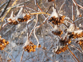 the frost on the plants