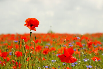 red poppy flowers