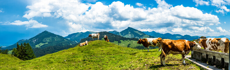 Fototapeta na wymiar cow at the kranzhorn mountain in austria