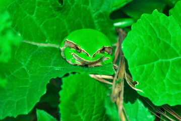 Beautiful Europaean Tree frog Hyla arborea 