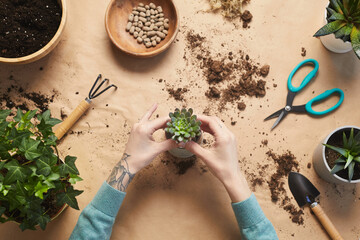 Top view close up of tattooed female hands potting succulents while caring for houseplants at craft table, copy space