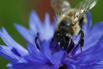 bee on a flower