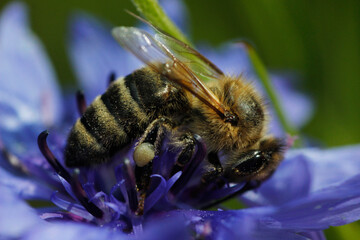 bee on a flower