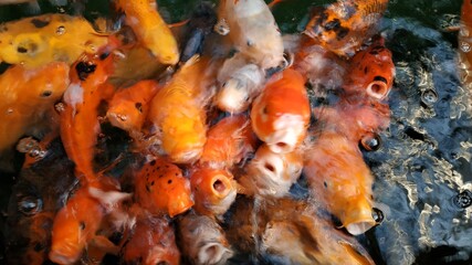 Obraz na płótnie Canvas Stado pomarańczowych ryb