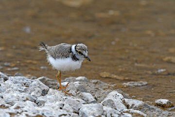 juvenile Little ringed plover / Flussregenpfeifer-Jungvogel (Charadrius dubius)  © bennytrapp
