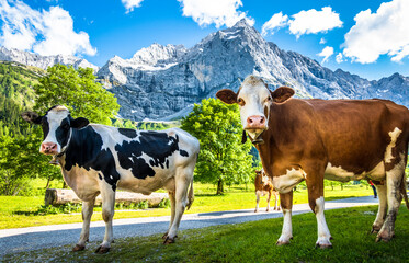 Fototapeta na wymiar nice cow at the eng alm in austria