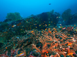 Fototapeta na wymiar Sea goldies and hard coral