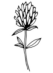   Vector single element. Floral Illustration with flower clover. Hand drawn doodle.