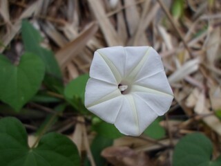 Shallow focus shot of a beautiful beach white moonflower in a blurry background
