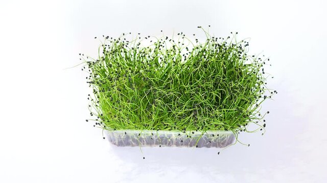 Fresh microgreen sprouts closeup on white background