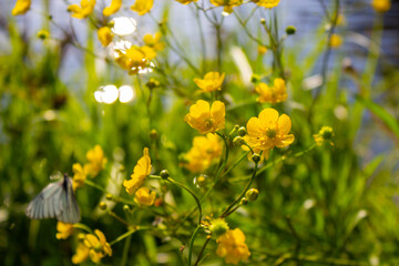 Yellow flower in a green field. Beautiful and quiet environment.