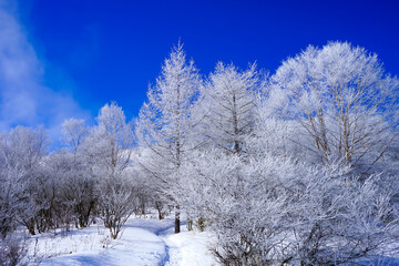 【霧氷イメージ】青空と繊細な霧氷