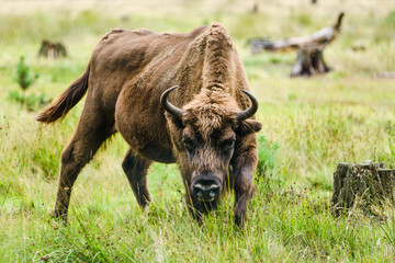 Fototapeta premium European bison adult male in Białowieża Forest in summer