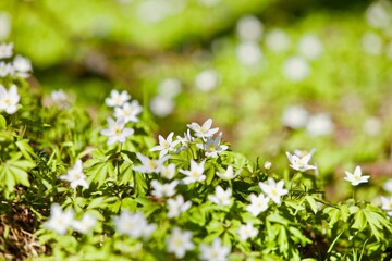 Bright white spring flowers in the forest close-up. Flowering white buds on a sunny spring day close up. Spring flowers and bright green shoots of plants in the forest. Nature Macro photography. 