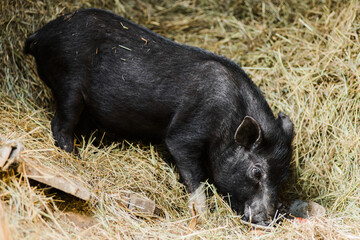 young hairy black farm pig in farm at countryside