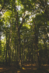 sunlight leaking through the trees in the forest
