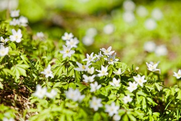 Bright white spring flowers in the forest close-up. Flowering white buds on a sunny spring day close up. Spring flowers and bright green shoots of plants in the forest. Nature Macro photography. 