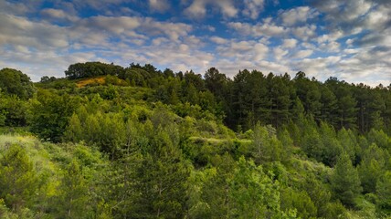 Horizontal shot of a beautiful natural landscape of a forest under puffy clouds
