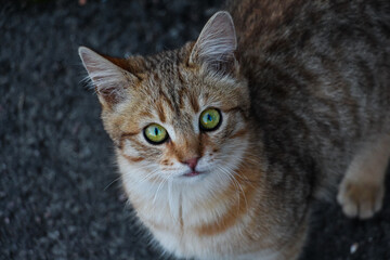 A young red-haired abandoned cat with bright beautiful green eyes sits on the street and looks at the camera from the bottom up with hope. Close-up. Homeless kitten. Pet protection concept. Top view.