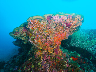 Huge coral bommie and glassfish