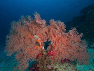 Fototapeta na wymiar Knotted fan coral (melithaea ochracea) in the tropical sea