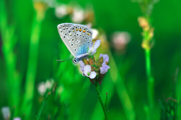Closeup beautiful butterfly sitting on the flower in a summer garden


