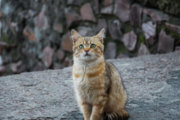 A young red-haired abandoned cat with bright beautiful green eyes sits on the street against a background of a wall of stones. Homeless kitten. Pet protection concept.