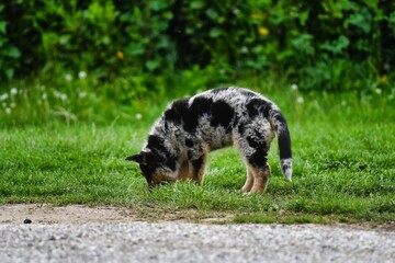 dog on the grass, photo as a background , australian german shepard sheperd dog